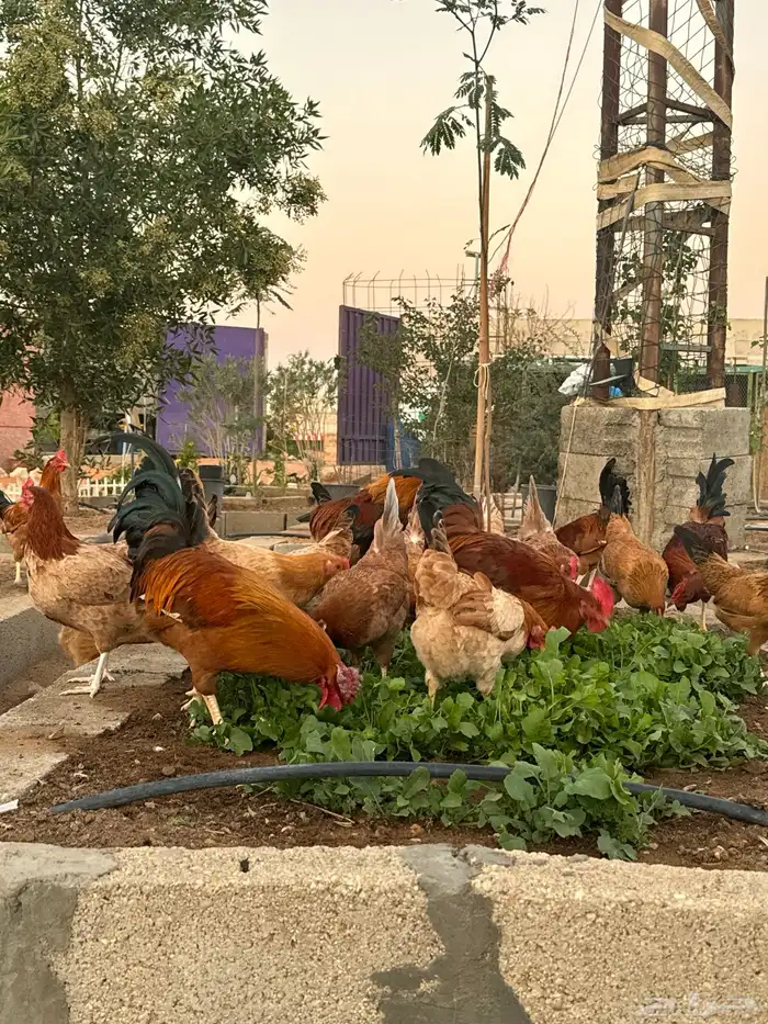 فروخ دجاج 8