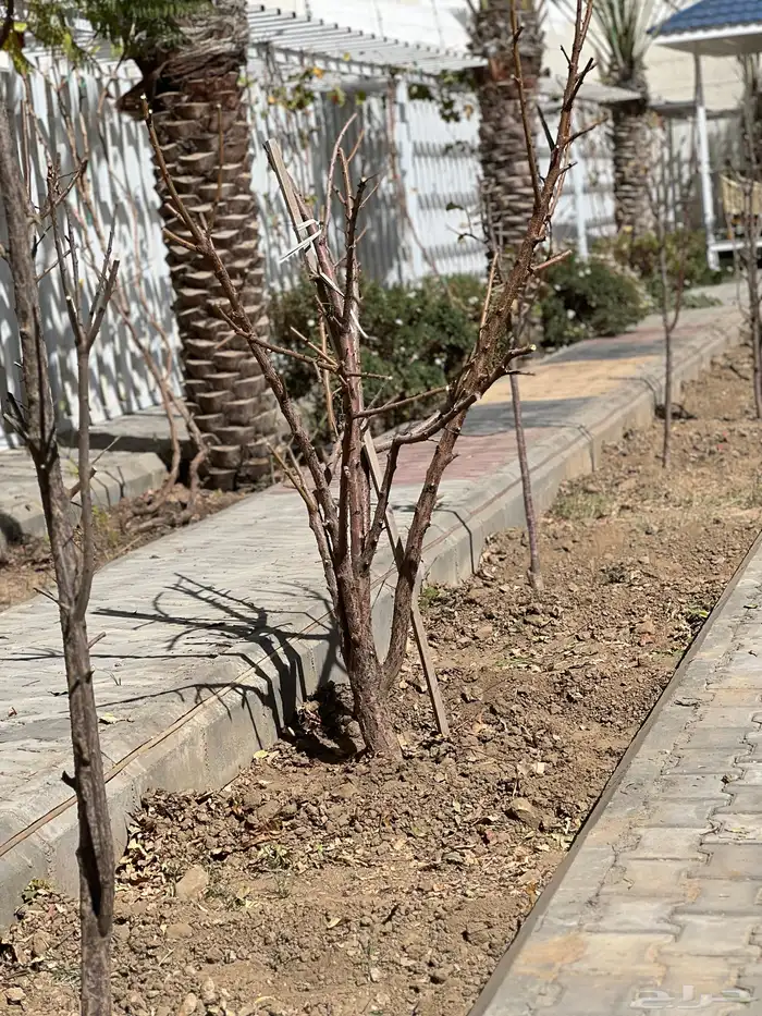 زراعه وحدائق 8