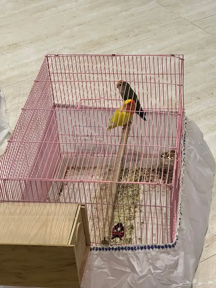 ازواج روز منتجة 5