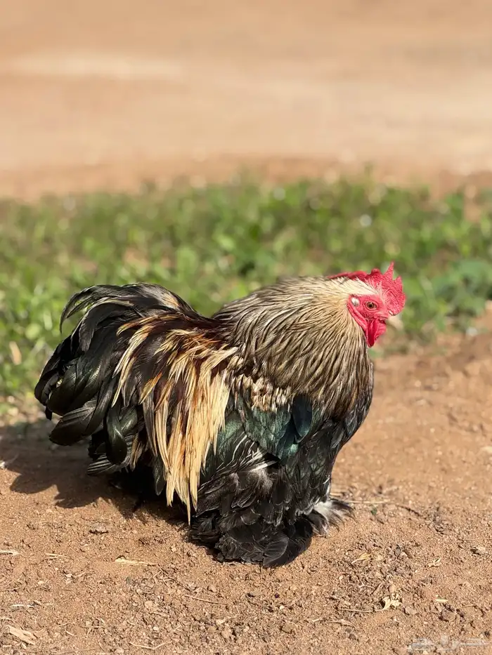 فرنسي لهمان 7