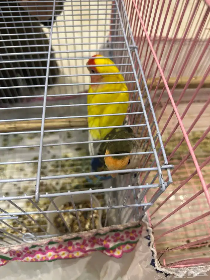 ازواج روز منتجة 4