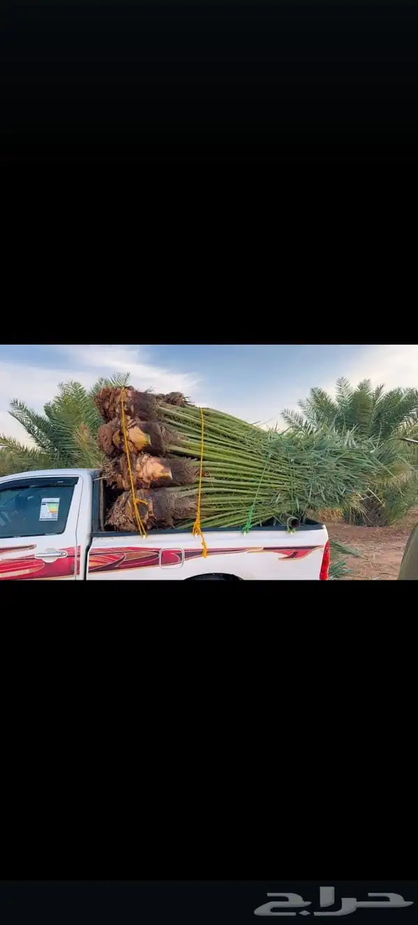 نخيل للبيع 3
