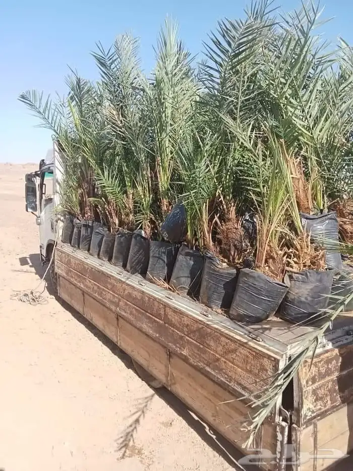 نخيل للبيع 20