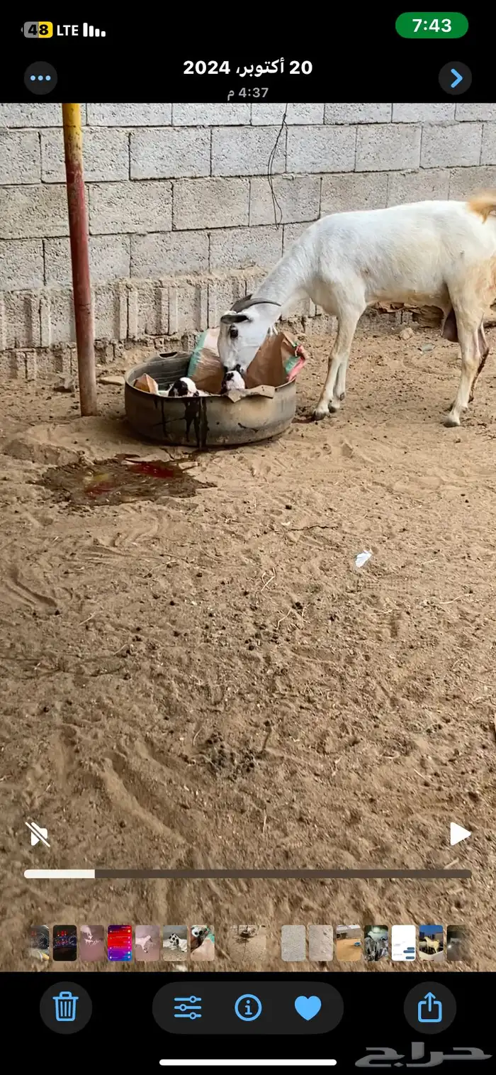 مشروع فحل بيشي صنف الصنف 5