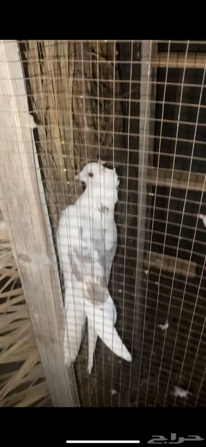 حمام قطايف دخاني 2