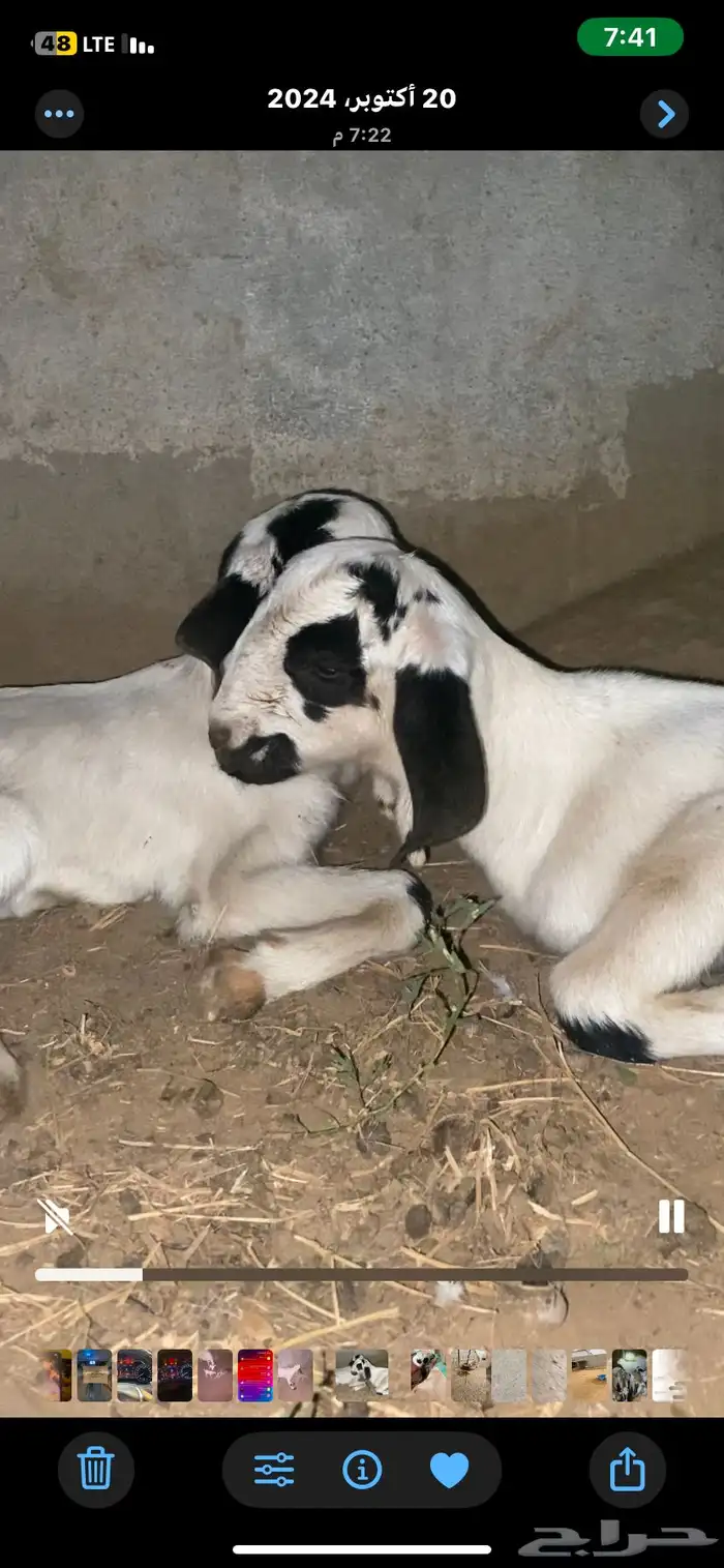 مشروع فحل بيشي صنف الصنف 4