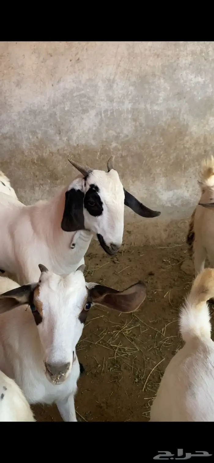 مشروع فحل بيشي صنف الصنف 1