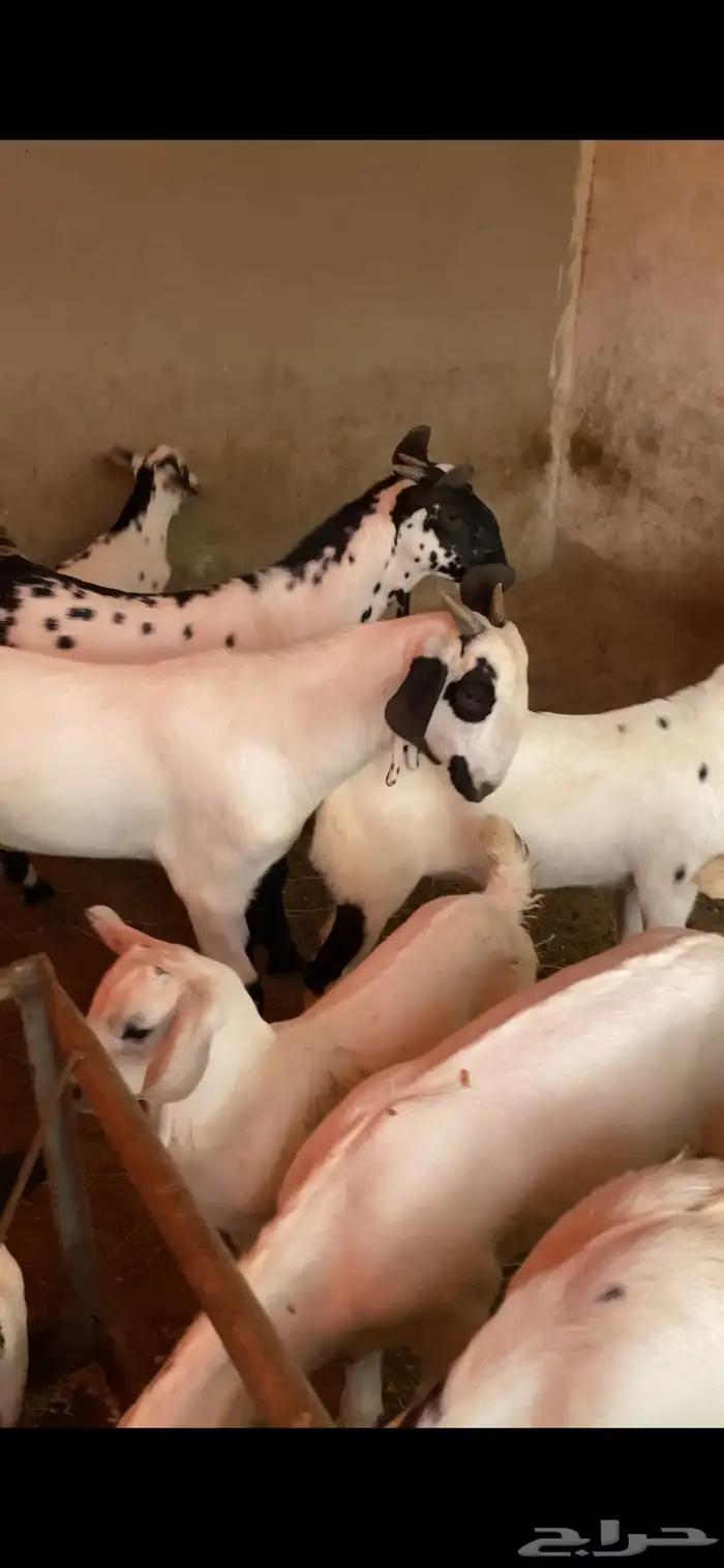 مشروع فحل بيشي صنف الصنف 3