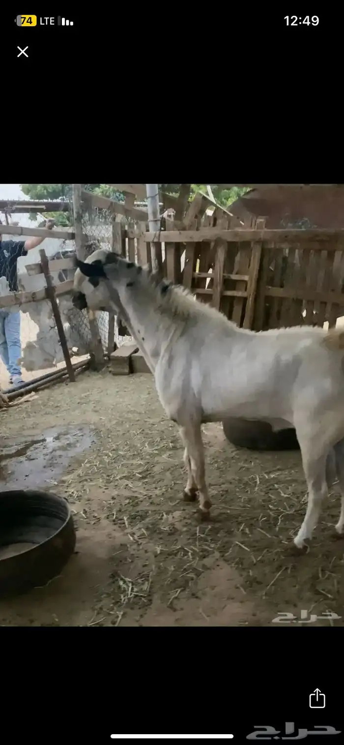 مشروع فحل بيشي صنف الصنف 6