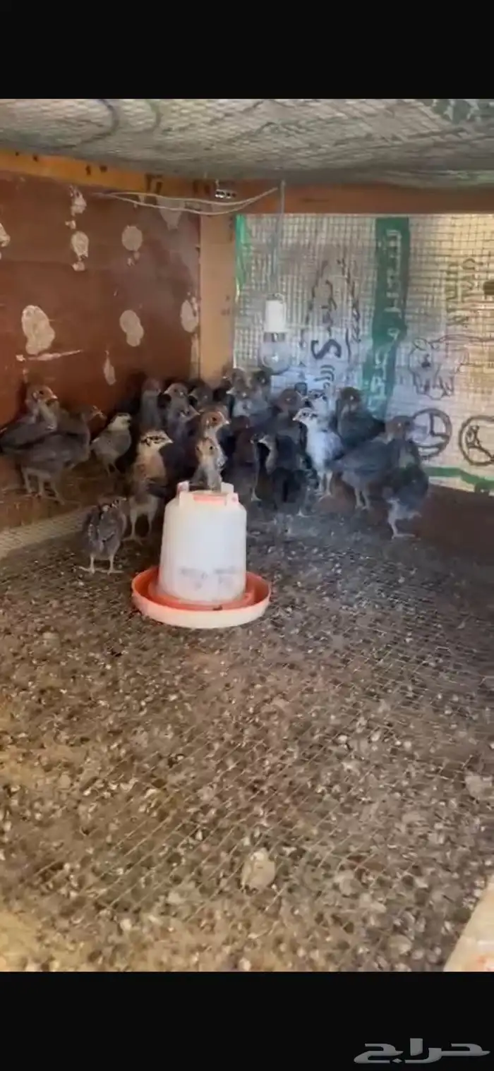 للبيع صوص فيومي 2