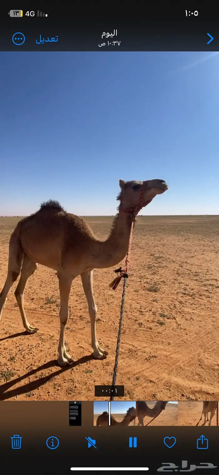 بكره هجن عمرها حقه طوع خطام 0