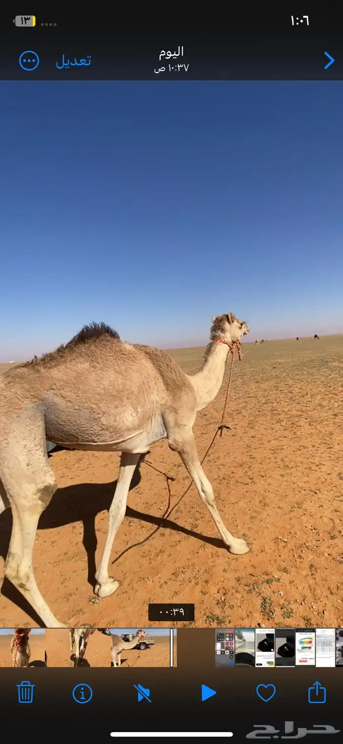 بكره هجن عمرها حقه طوع خطام 4