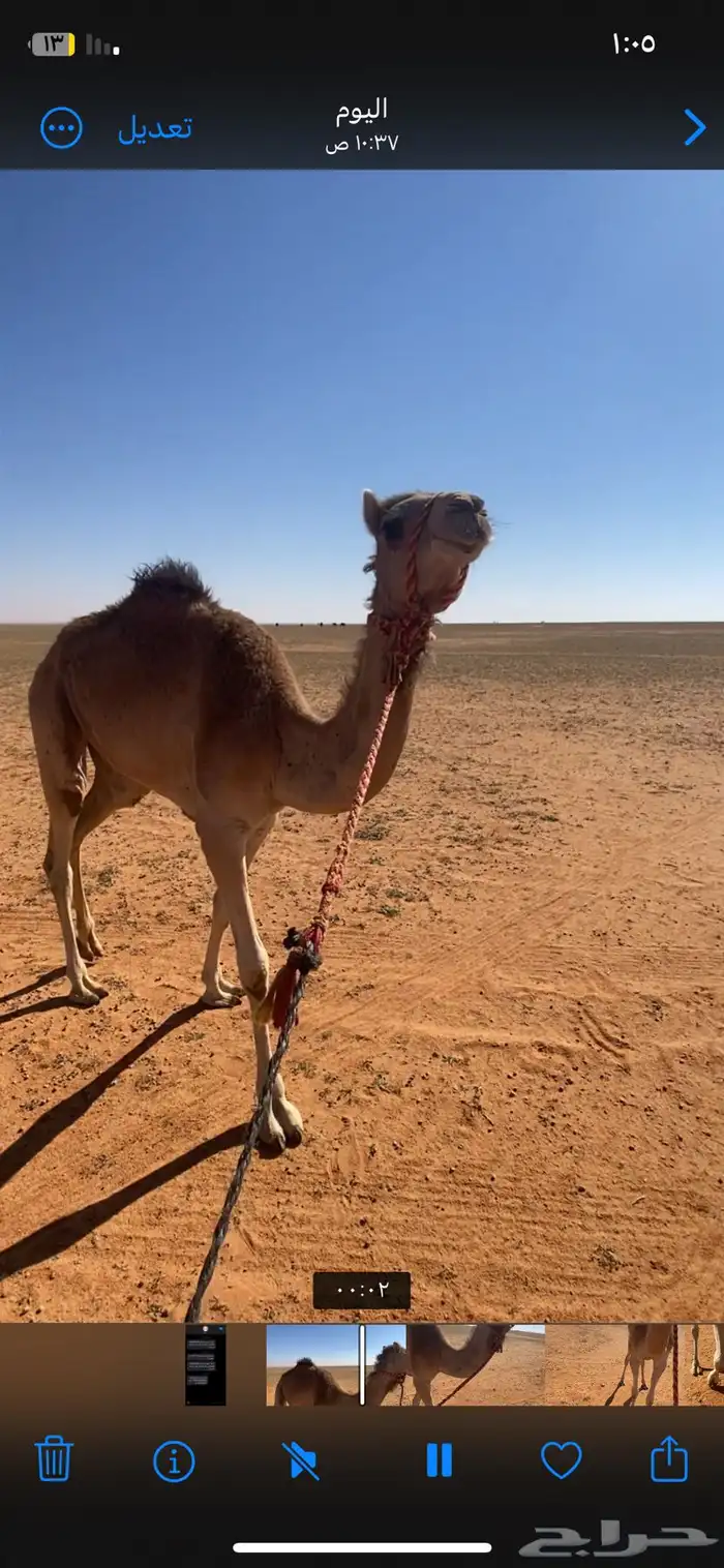 بكره هجن عمرها حقه طوع خطام 1