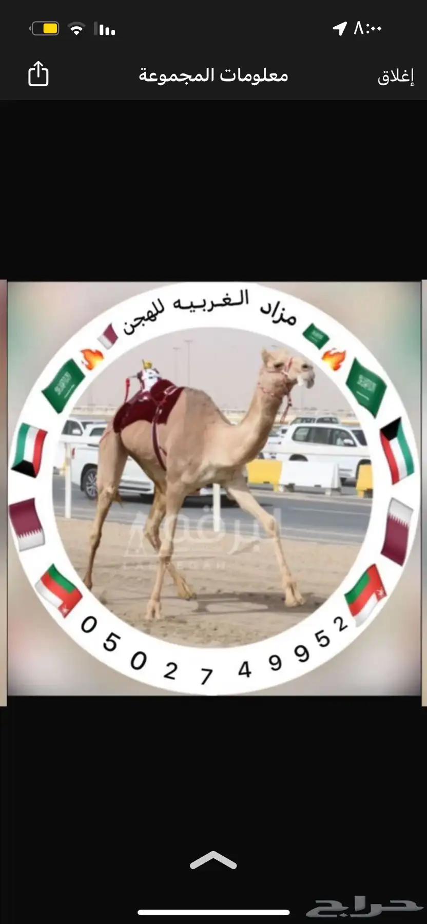 مزاد هجن الغربيه للهجن العربيه 0