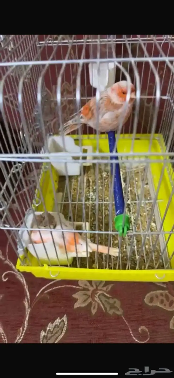 أزواج كناري للبيع 1