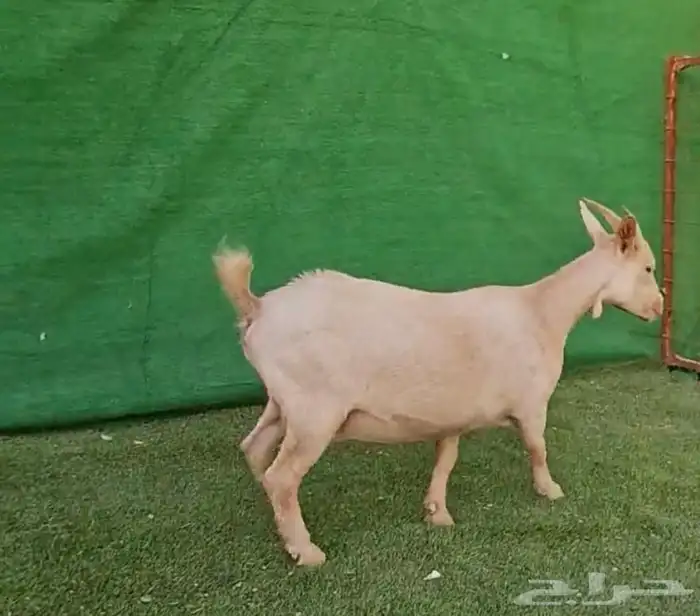 الماعز القزم . 27