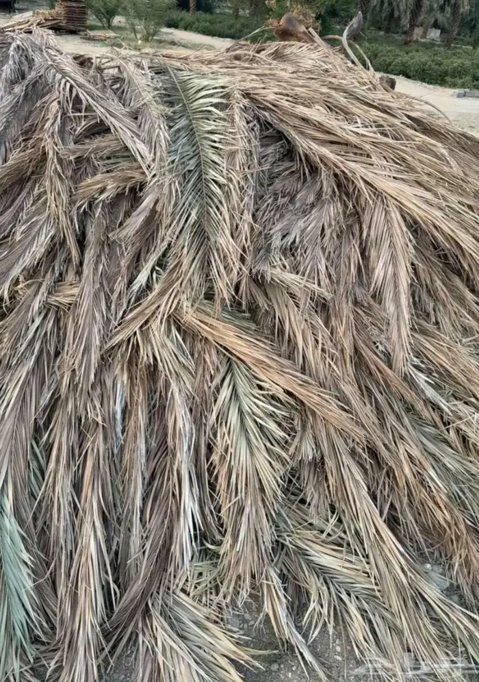 سعف نخل 2