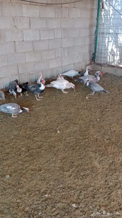 بط مسكوفي (تم البيع) 1