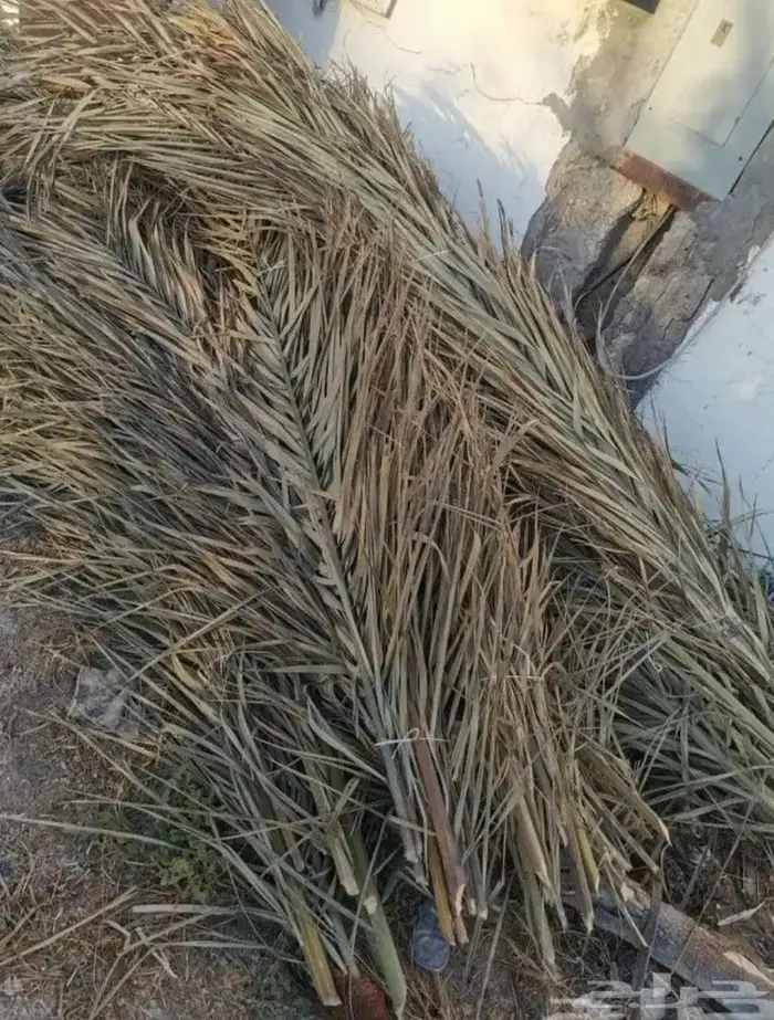 سعف نخل 3