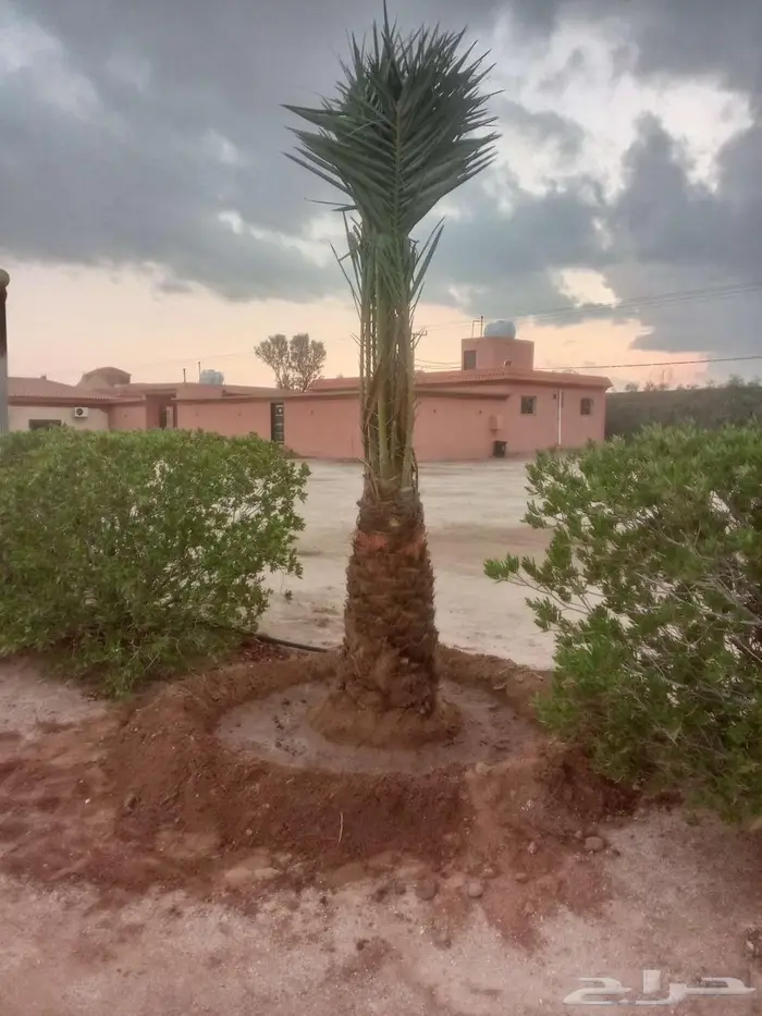 توريد وتصدير نخيل 2