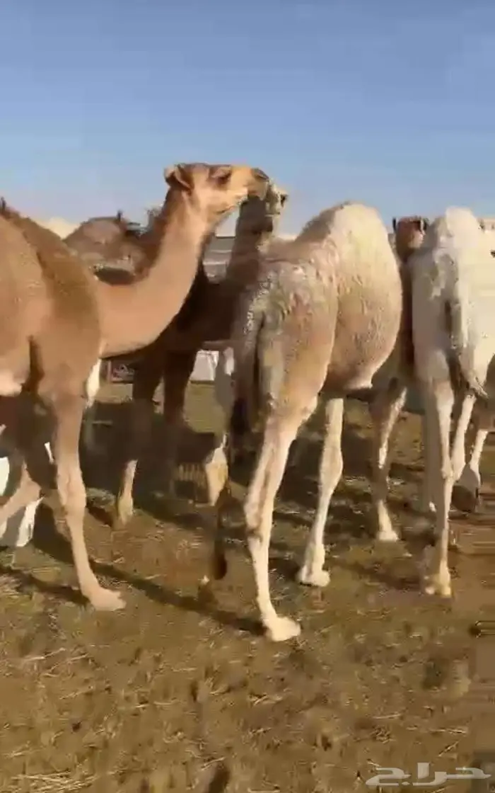 حواشي لبانيه طيبه لجميع المناسبات التواصل واتساب فقط 0