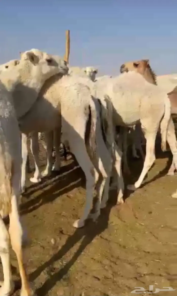 حواشي لبانيه طيبه لجميع المناسبات التواصل واتساب فقط 2