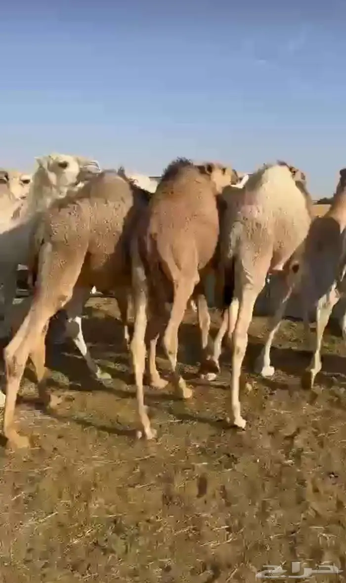 حواشي لبانيه طيبه لجميع المناسبات التواصل واتساب فقط 1