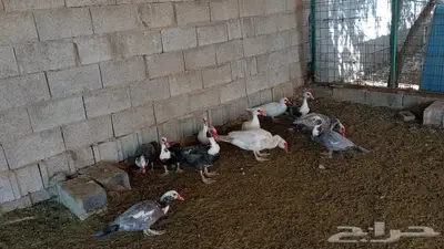 بط مسكوفي (تم البيع) 0