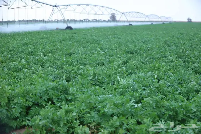 مصور مزارع حائل عقدة تصوير درون 0