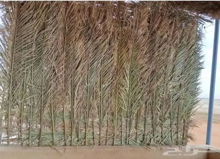 سعف نخل 4