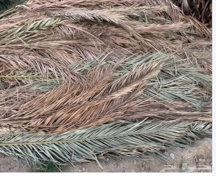 سعف نخل 1