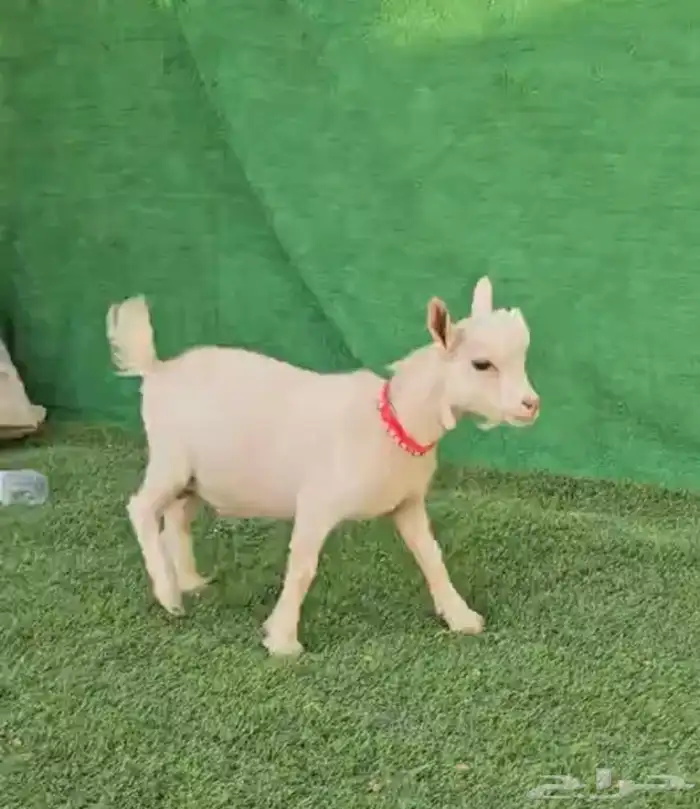 الماعز القزم . 20