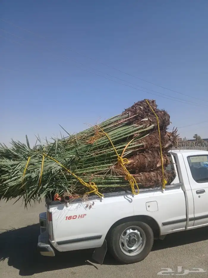 نخيل للبيع 21
