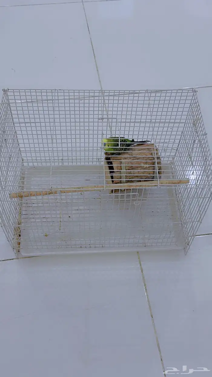 بادجي محايل عسير 2
