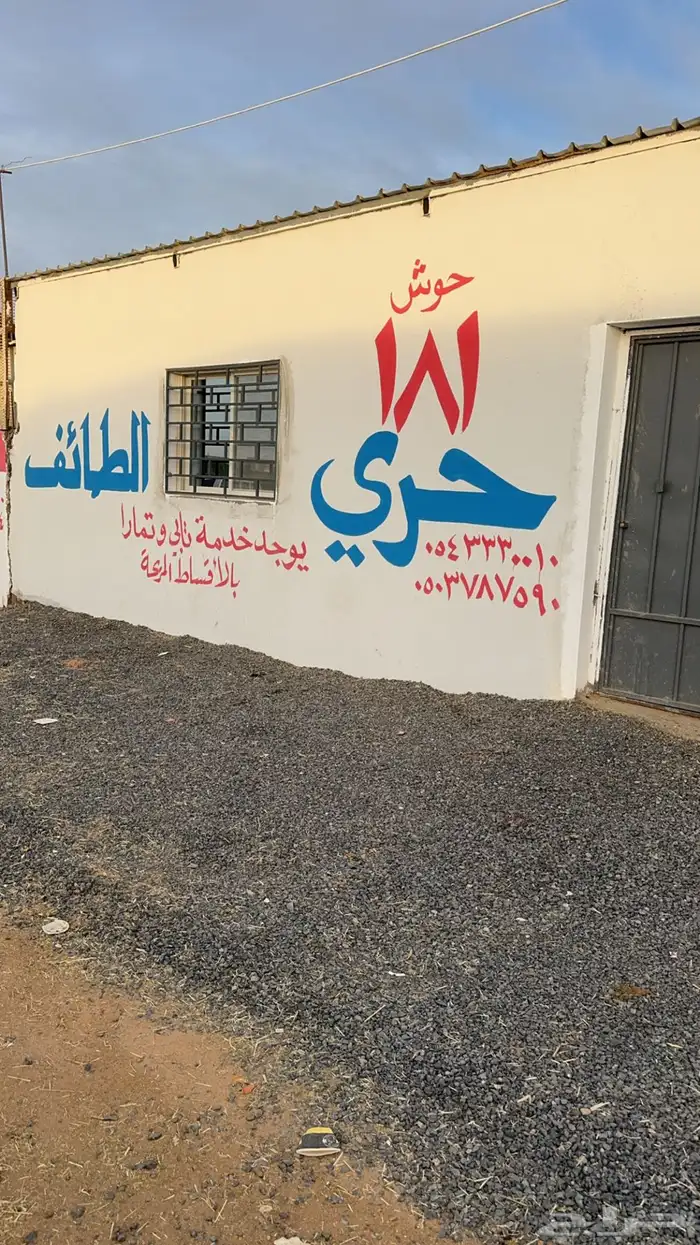 انعام الشروق التجاريه بتبوك بيع ذبائح حري نعيمي نجدي تيوس 2