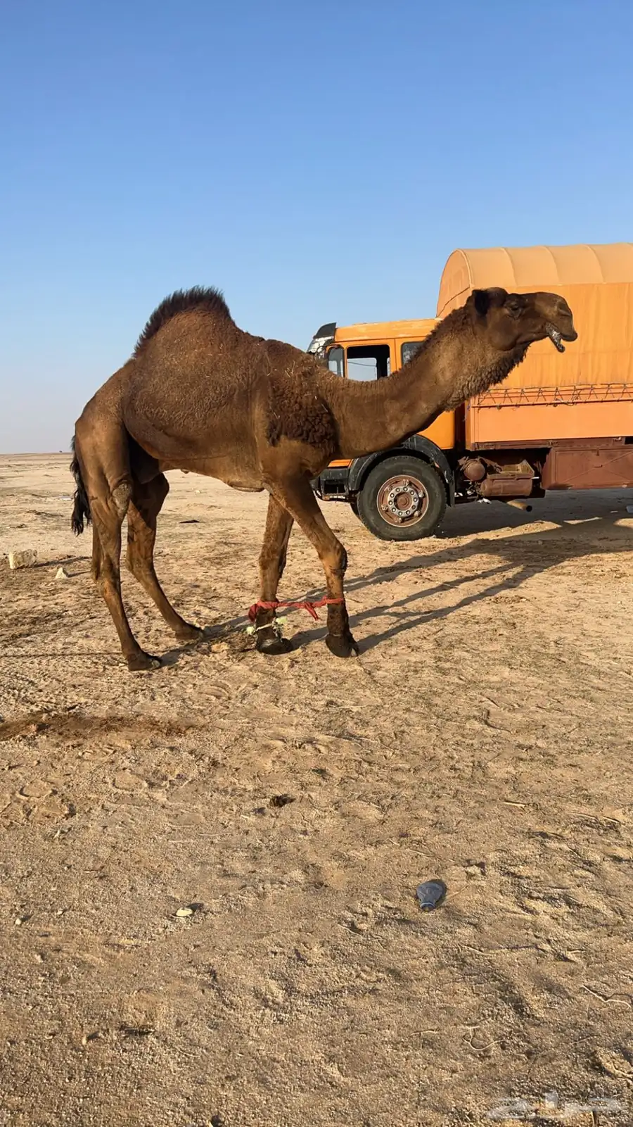 بعير اصفر 0