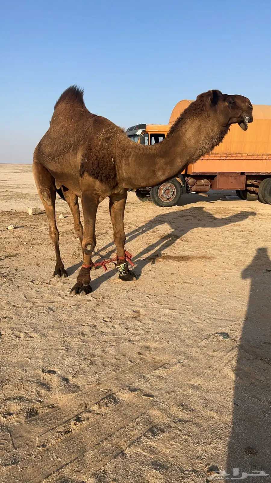 بعير اصفر 4