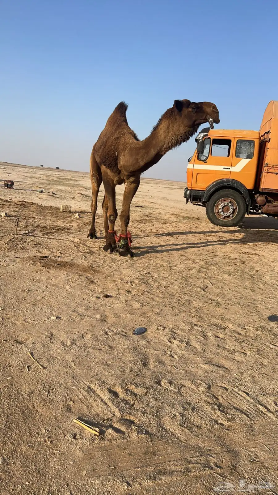 بعير اصفر 3