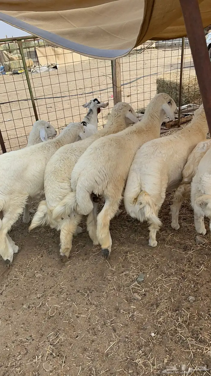 طليان حري فل شحم و لحم 2