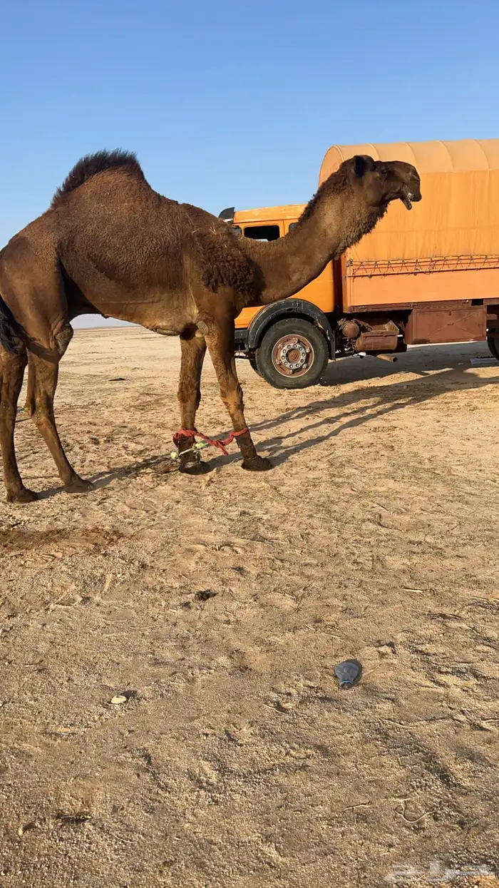 بعير اصفر 6