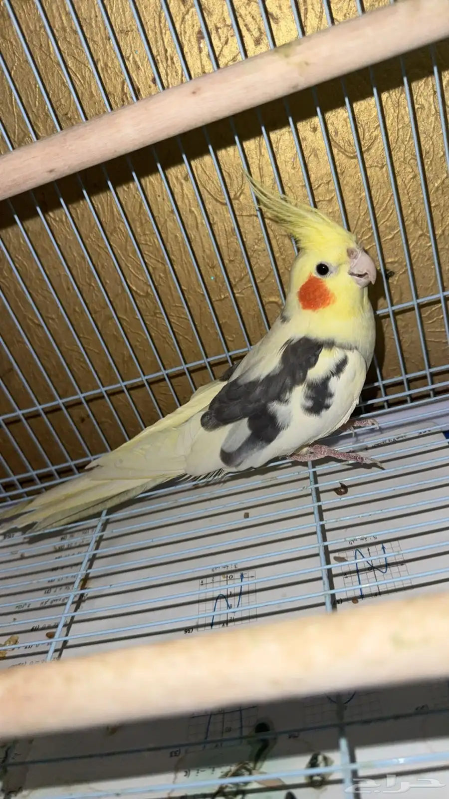 طير 0