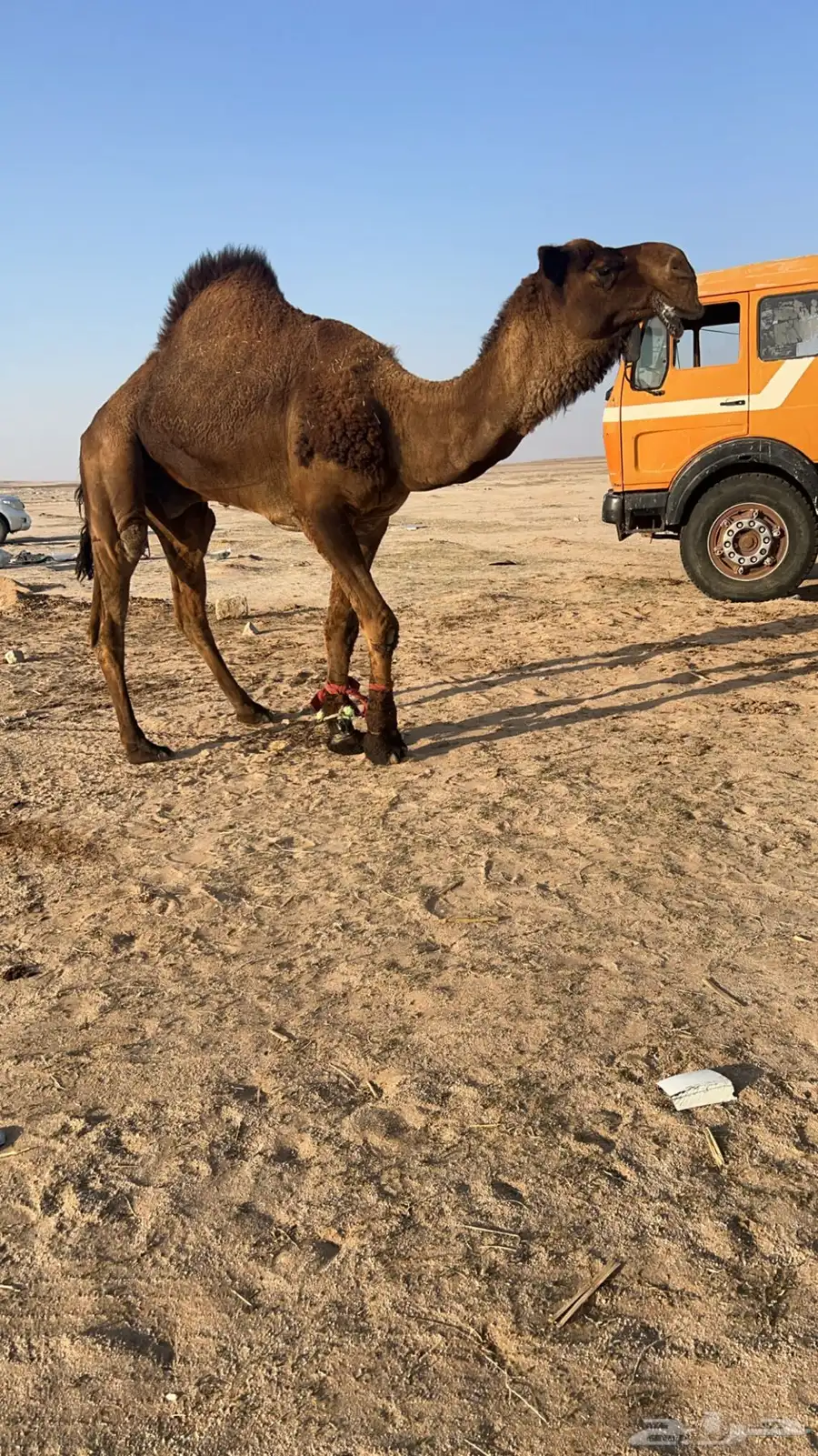 بعير اصفر 5