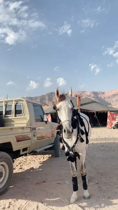 زينه خيل للبيع نضيفه شرط 0