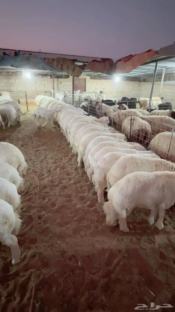 انعام الشروق التجاريه بتبوك بيع ذبائح حري نعيمي نجدي تيوس 7