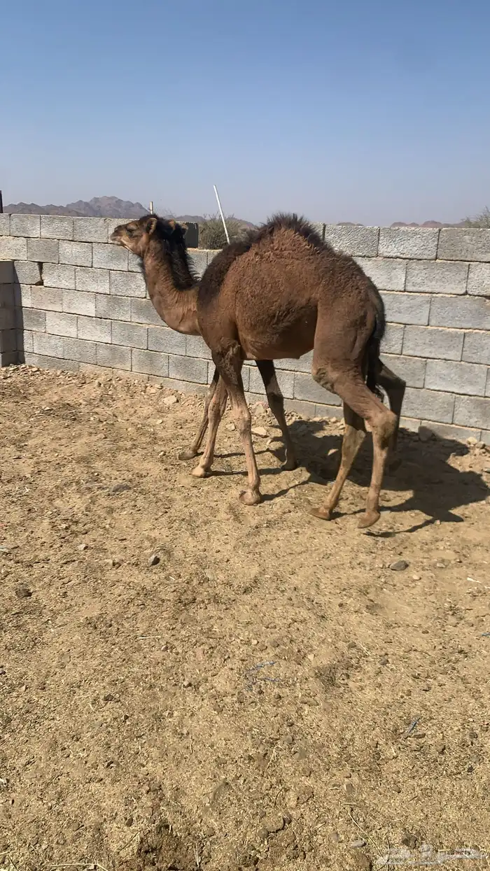 قعودين للبيع 1