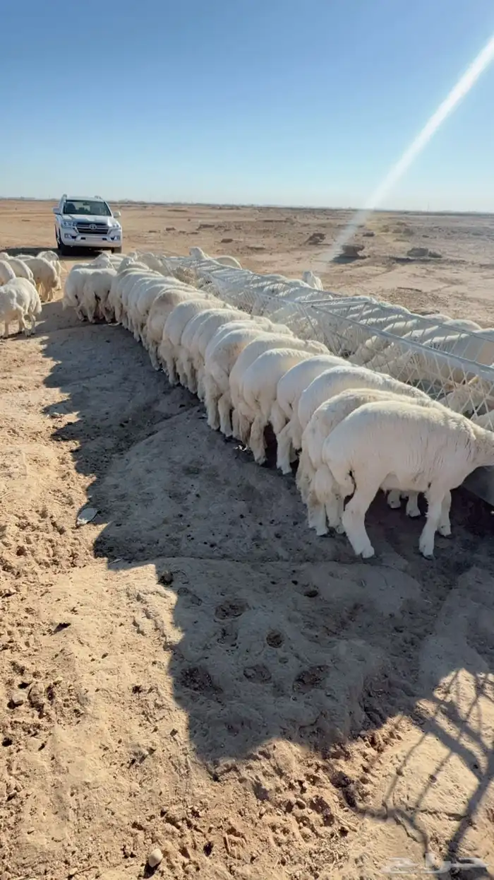 انعام الشروق التجاريه بتبوك بيع ذبائح حري نعيمي نجدي تيوس 3