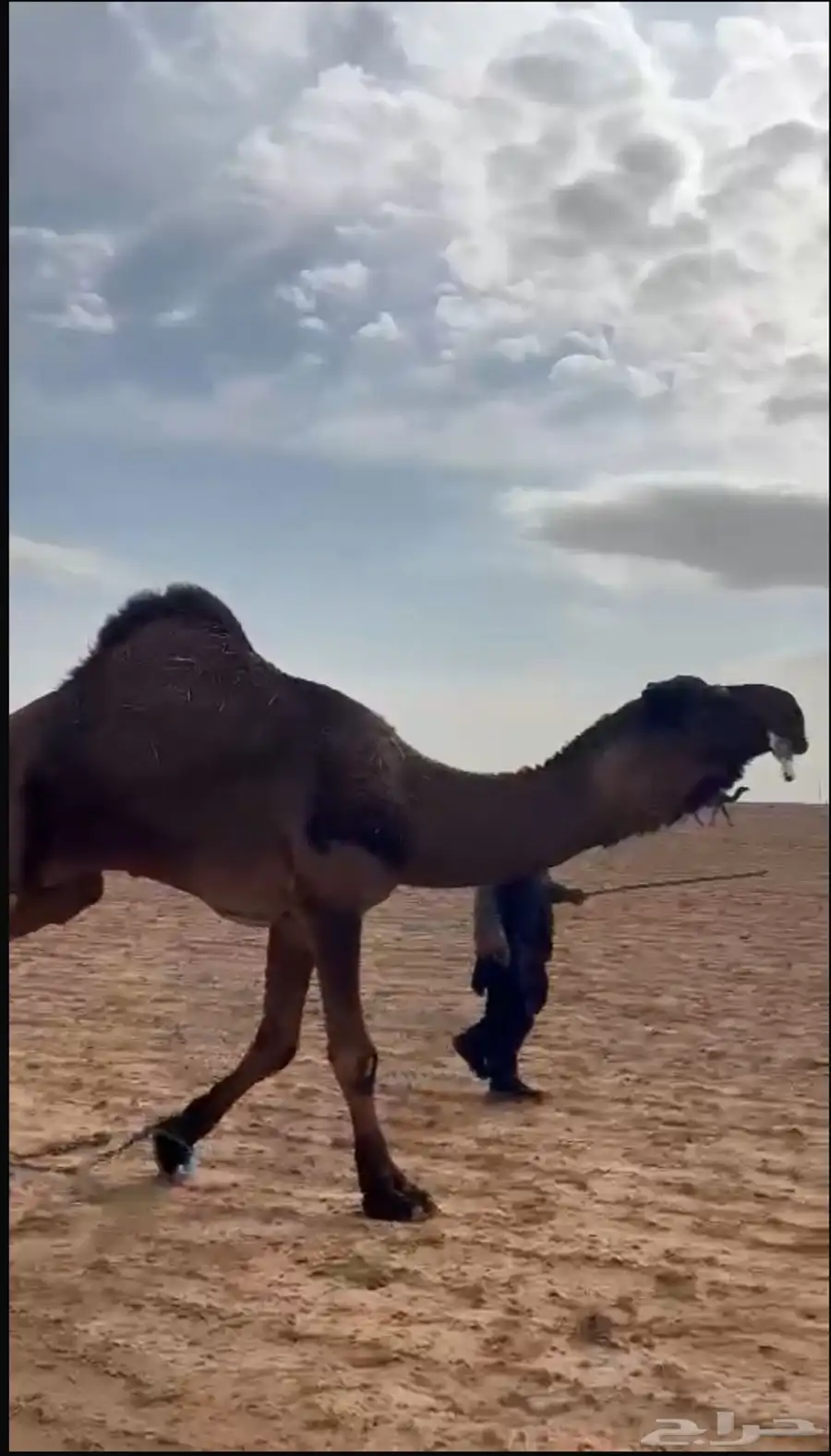 بعير اصفر 1