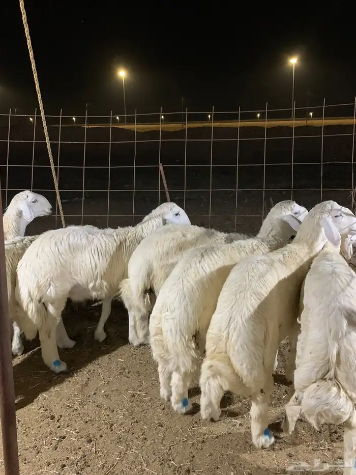 ذبايح فاخره فل شحم 5