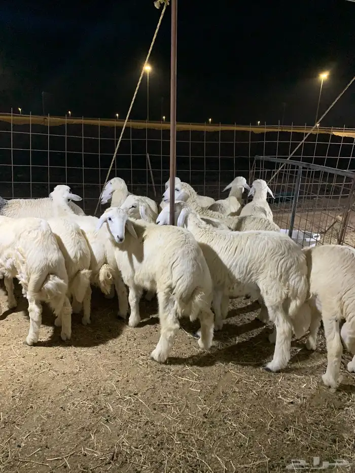 ذبايح فاخره فل شحم 14
