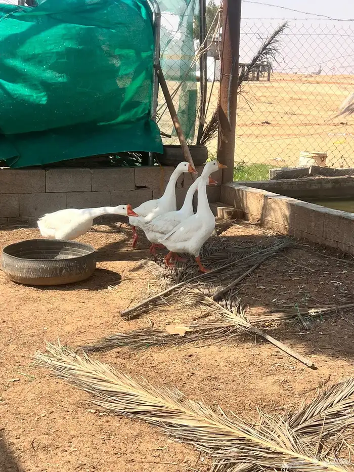 وز بلغاري منتج 0